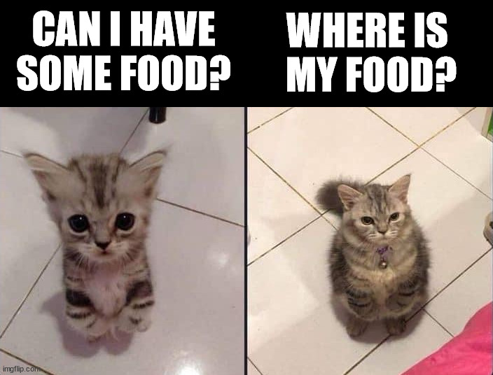 Two kinds of cats | CAN I HAVE SOME FOOD? WHERE IS 
MY FOOD? | image tagged in cats | made w/ Imgflip meme maker