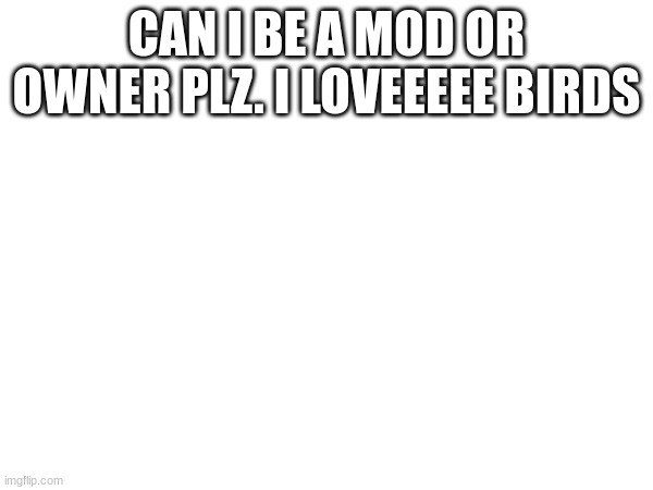 please | CAN I BE A MOD OR OWNER PLZ. I LOVEEEEE BIRDS | made w/ Imgflip meme maker