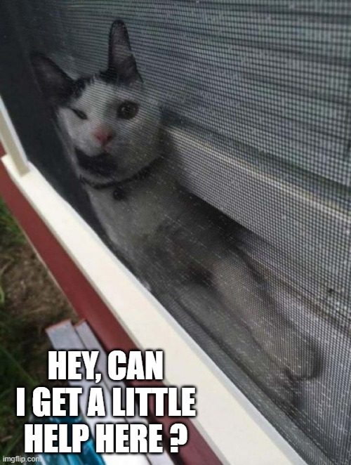 memes by Brad - This cat needs a little help - humor | HEY, CAN I GET A LITTLE HELP HERE ? | image tagged in funny,cats,kitten,funny cat memes,humor | made w/ Imgflip meme maker