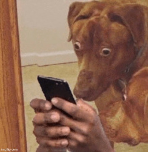 dogs staring at phone in suprise | image tagged in dogs staring at phone in suprise | made w/ Imgflip meme maker