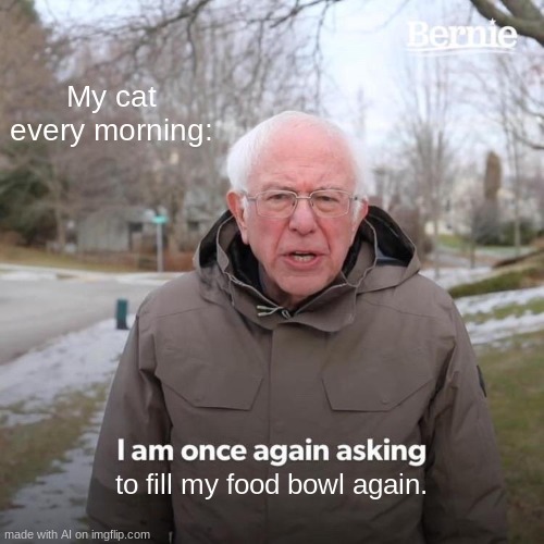 Bernie I Am Once Again Asking For Your Support | My cat every morning:; to fill my food bowl again. | image tagged in memes,bernie i am once again asking for your support,fun | made w/ Imgflip meme maker