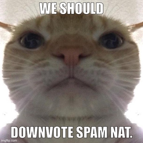 For the Tom foolery | WE SHOULD; DOWNVOTE SPAM NAT. | image tagged in staring cat/gusic | made w/ Imgflip meme maker