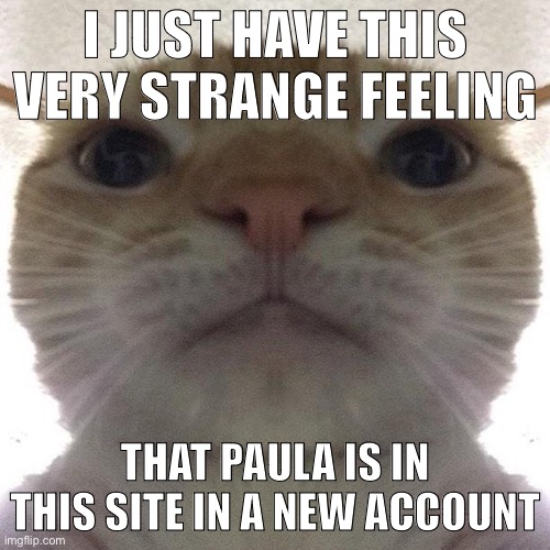 Dunno | I JUST HAVE THIS VERY STRANGE FEELING; THAT PAULA IS IN THIS SITE IN A NEW ACCOUNT | image tagged in staring cat/gusic | made w/ Imgflip meme maker