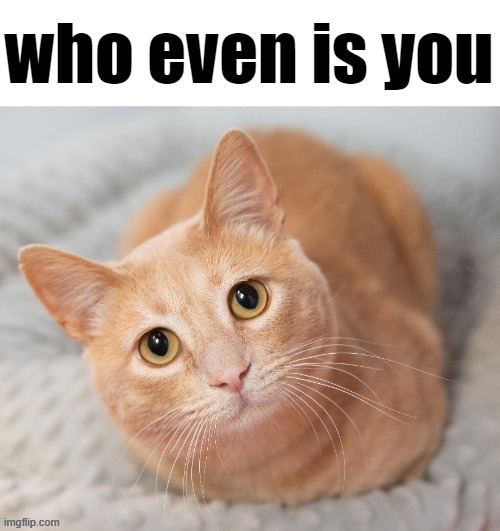 who even is you | image tagged in who even is you | made w/ Imgflip meme maker