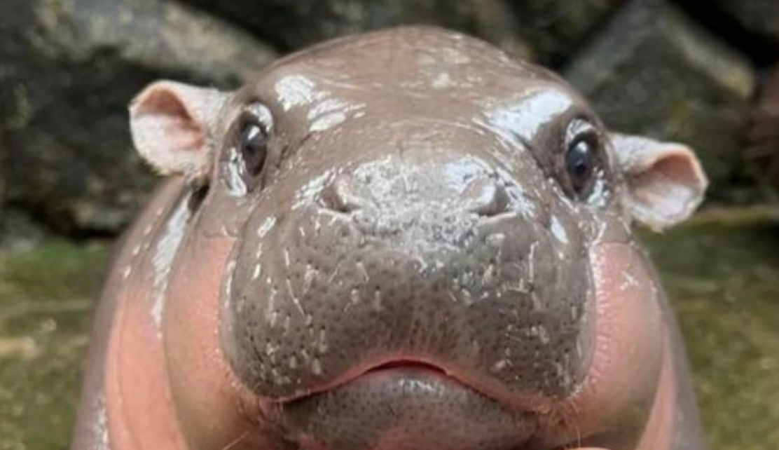 moo deng Blank Meme Template