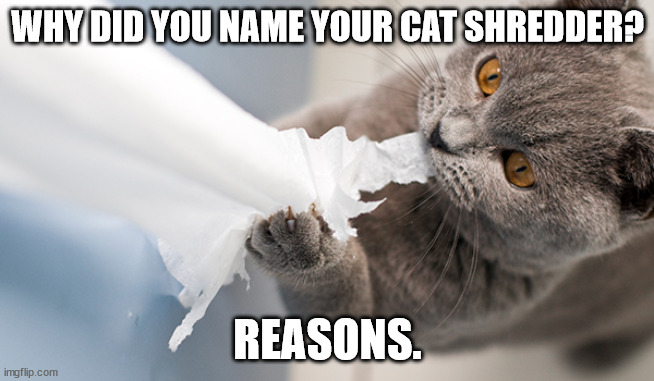 Shredder's Origin Story | WHY DID YOU NAME YOUR CAT SHREDDER? REASONS. | image tagged in cat,toilet paper | made w/ Imgflip meme maker