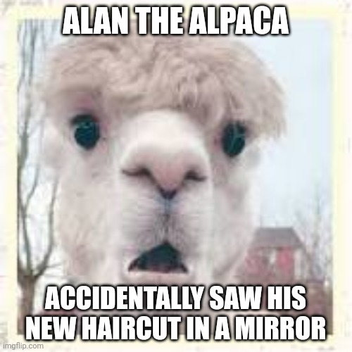 Shocked | ALAN THE ALPACA; ACCIDENTALLY SAW HIS NEW HAIRCUT IN A MIRROR | image tagged in shocked | made w/ Imgflip meme maker