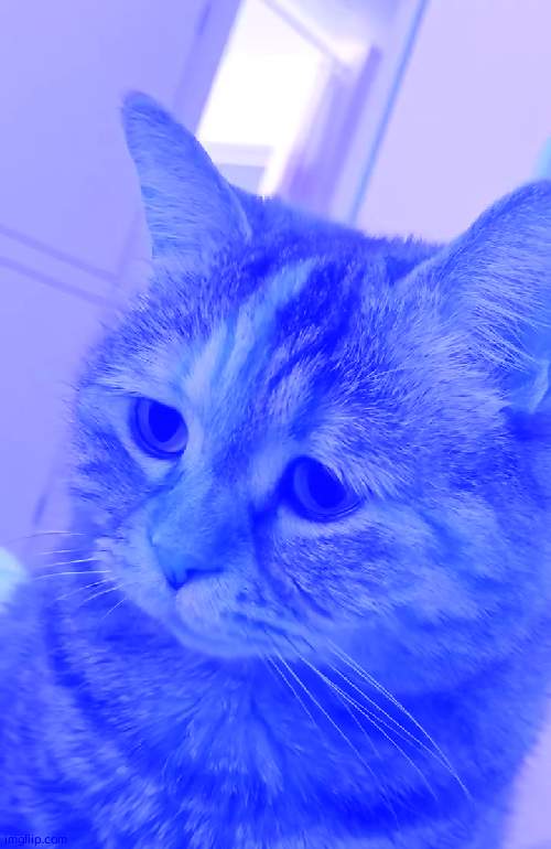 https://www.youtube.com/watch?v=vU78E7S0fgs | image tagged in sad meow cat | made w/ Imgflip meme maker
