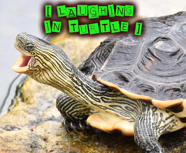 Turtle Laughing | [ LAUGHING 
IN TURTLE ] | image tagged in turtle laugh | made w/ Imgflip meme maker