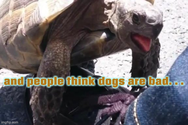 Low Standards Tortoise | and people think dogs are bad. . . | image tagged in tortoise frisky | made w/ Imgflip meme maker