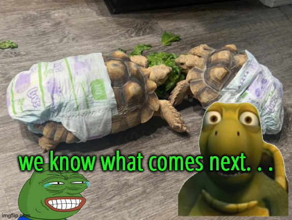 Poo Turtles | we know what comes next. . . | image tagged in turtle,tortoise,diapers | made w/ Imgflip meme maker