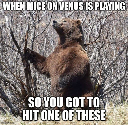 You just got to let it sink in. | WHEN MICE ON VENUS IS PLAYING; SO YOU GOT TO HIT ONE OF THESE | image tagged in bear staring at sky | made w/ Imgflip meme maker