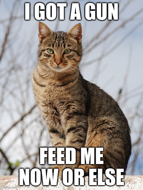 My cat? | I GOT A GUN; FEED ME NOW OR ELSE | image tagged in guns,cats | made w/ Imgflip meme maker