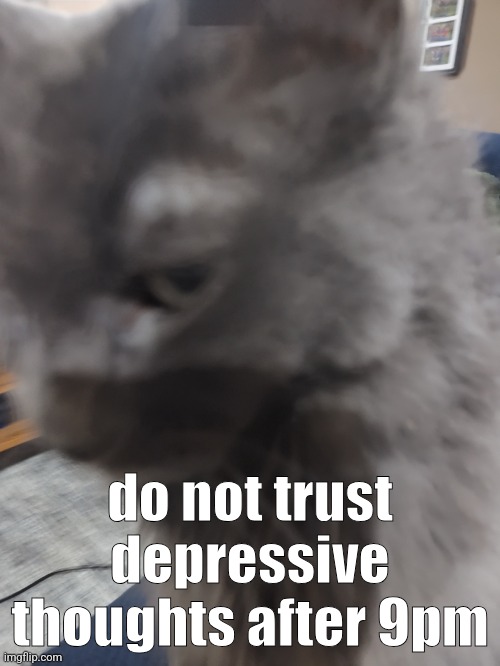 ㅤ | do not trust depressive thoughts after 9pm | image tagged in 32's cat | made w/ Imgflip meme maker