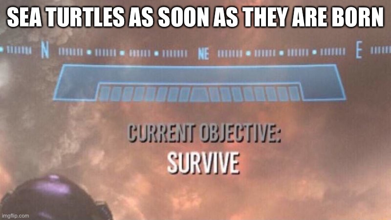 aaaaaaaAAAAAAAAA | SEA TURTLES AS SOON AS THEY ARE BORN | image tagged in current objective survive | made w/ Imgflip meme maker