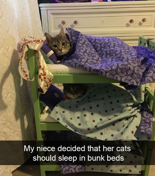 [way too much fun. Got this one from @GetTheFacts] | image tagged in cats,life with pets,bunkbeds,animals,house of order,relatives | made w/ Imgflip meme maker