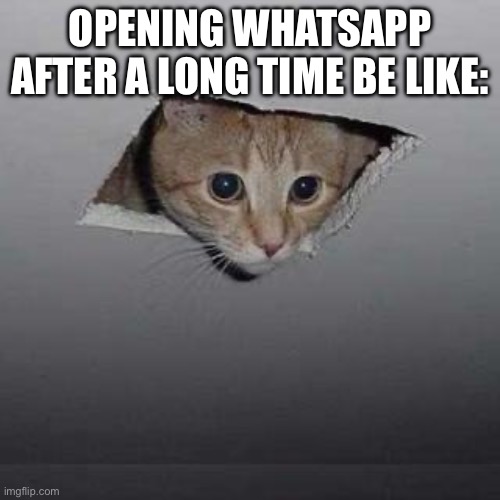 like 1000 notifications | OPENING WHATSAPP AFTER A LONG TIME BE LIKE: | image tagged in memes,ceiling cat | made w/ Imgflip meme maker