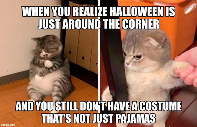 I rlly dont feel like buying one | image tagged in cats,kittens,halloween,lazy | made w/ Imgflip meme maker