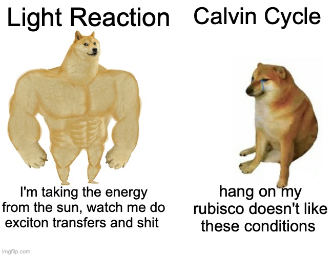 Buff Doge vs. Cheems | Light Reaction; Calvin Cycle; I'm taking the energy from the sun, watch me do exciton transfers and shit; hang on my rubisco doesn't like these conditions | image tagged in memes,buff doge vs cheems | made w/ Imgflip meme maker