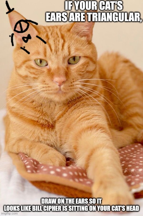 [Title not found] | IF YOUR CAT'S EARS ARE TRIANGULAR, DRAW ON THE EARS SO IT LOOKS LIKE BILL CIPHER IS SITTING ON YOUR CAT'S HEAD | image tagged in orange cat,bill cipher | made w/ Imgflip meme maker