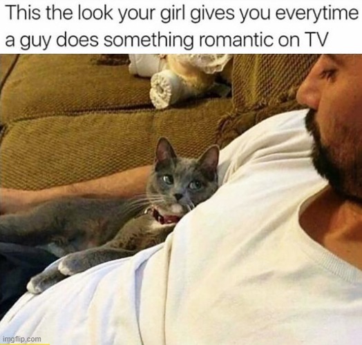 i dont think she wants to be with you anymore :/ | image tagged in cats,girlfriend,that wasn't part of my plan | made w/ Imgflip meme maker