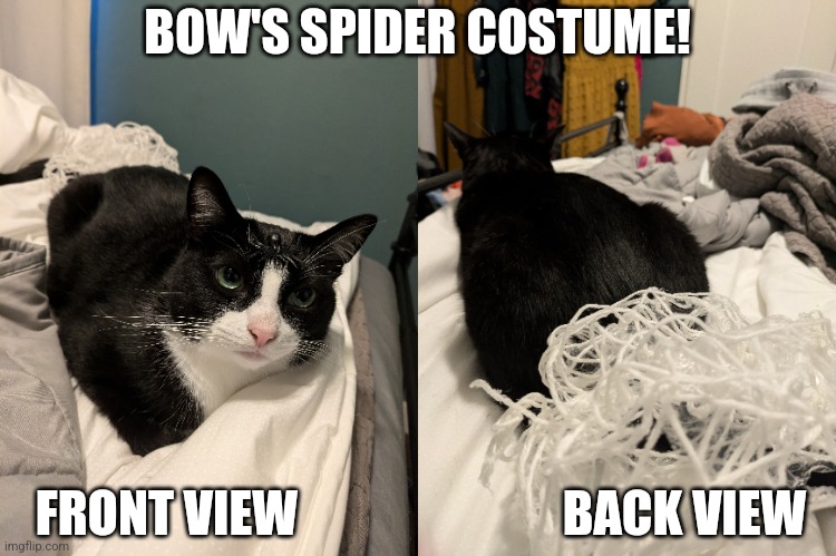 Bow's spider costume | BOW'S SPIDER COSTUME! FRONT VIEW                           BACK VIEW | image tagged in cats,meow,bow | made w/ Imgflip meme maker