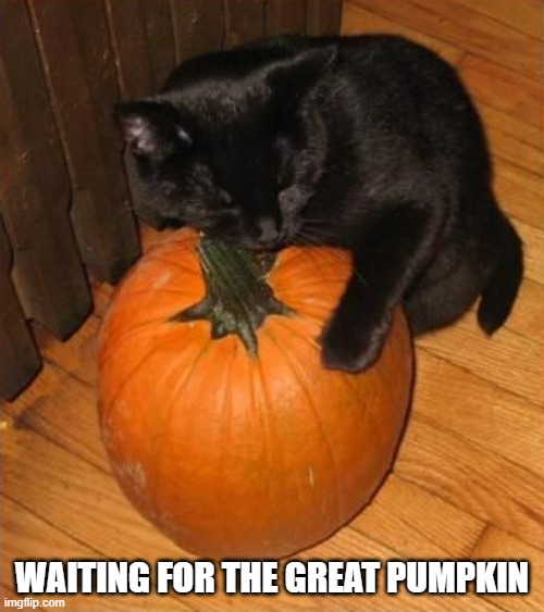 memes by Brad - kitten waiting for the great pumpkin | WAITING FOR THE GREAT PUMPKIN | image tagged in cats,funny,kitten,halloween,black cat,humor | made w/ Imgflip meme maker