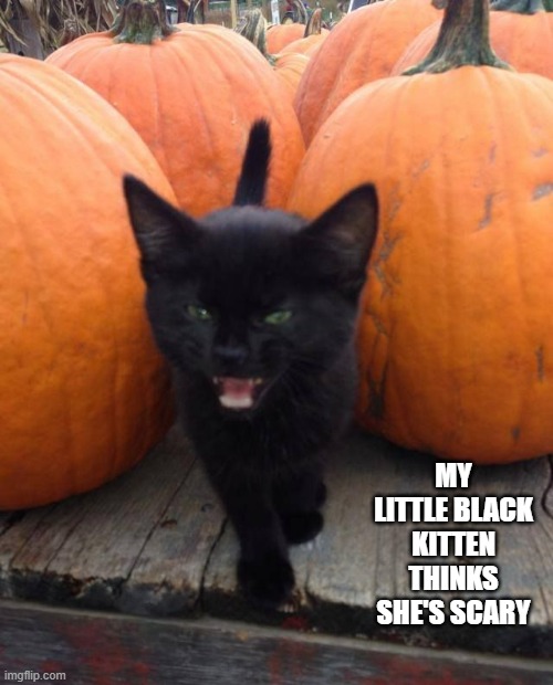 memes by Brad - My black kitten thinks she's scary - Halloween - | MY LITTLE BLACK KITTEN THINKS SHE'S SCARY | image tagged in funny,cats,kitten,halloween,black cat,humor | made w/ Imgflip meme maker