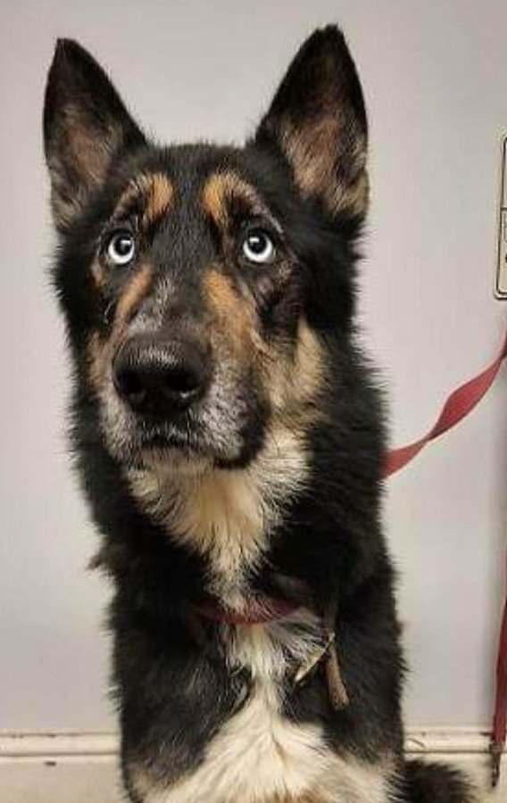 monkdog Blank Meme Template