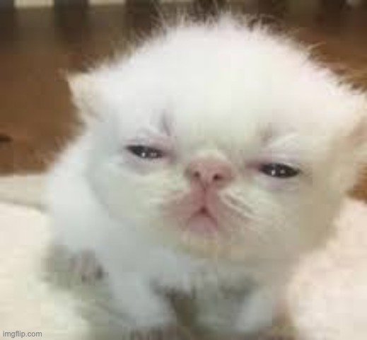 confused kitten | image tagged in confused kitten | made w/ Imgflip meme maker