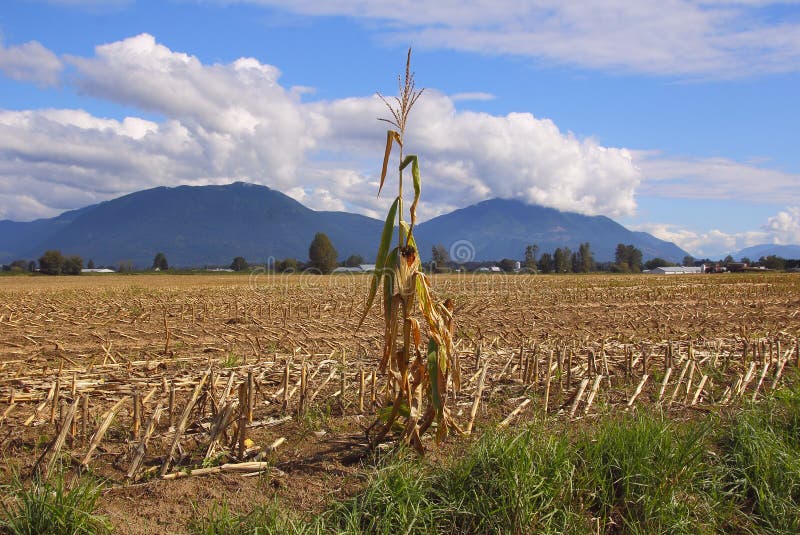 Single corn stalk Blank Meme Template