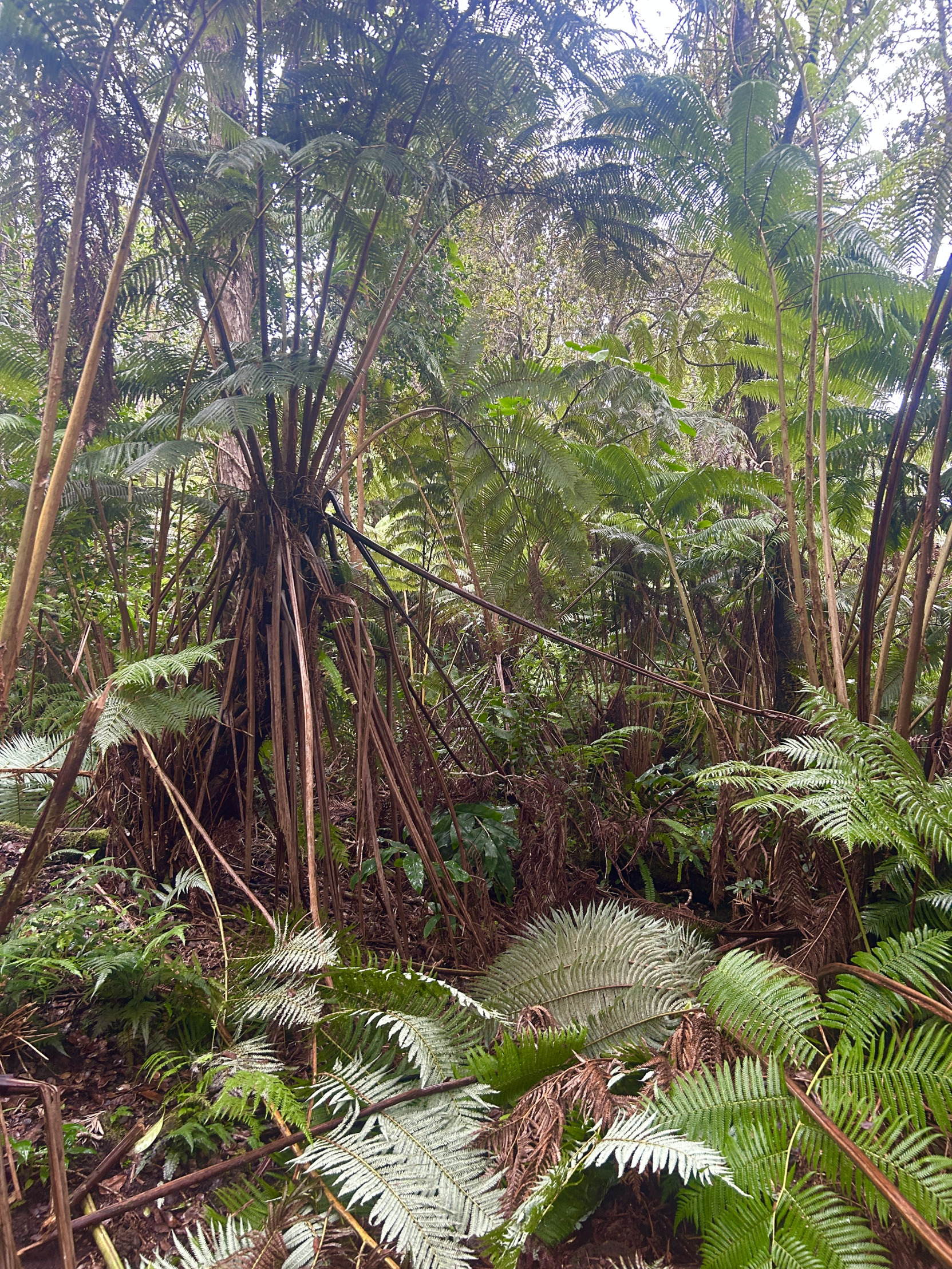 Hawaiian cloud rain forest Blank Meme Template