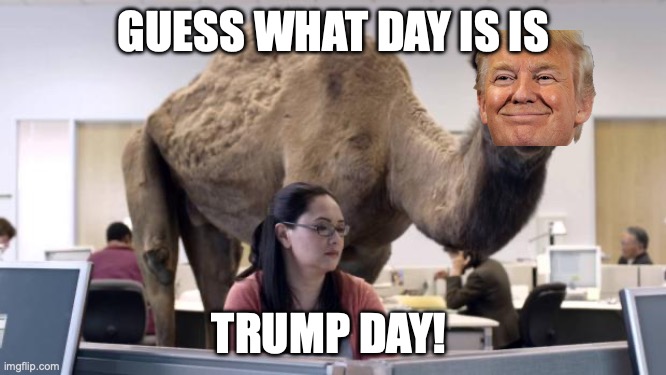 Hump Day Camel | GUESS WHAT DAY IS IS; TRUMP DAY! | image tagged in hump day camel | made w/ Imgflip meme maker