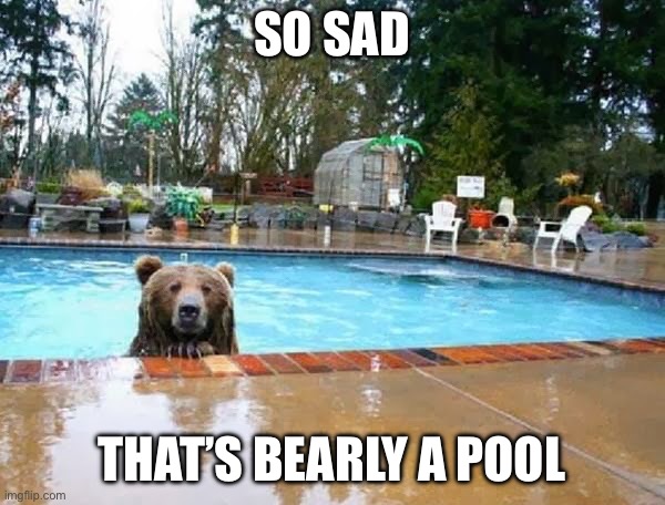 bear in pool | SO SAD THAT’S BEARLY A POOL | image tagged in bear in pool | made w/ Imgflip meme maker