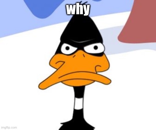 Daffy Duck not amused | why | image tagged in daffy duck not amused | made w/ Imgflip meme maker