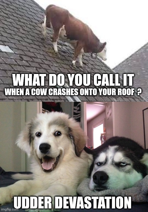 cow meme | WHEN A COW CRASHES ONTO YOUR ROOF  ? WHAT DO YOU CALL IT; UDDER DEVASTATION | image tagged in bad pun dogs | made w/ Imgflip meme maker