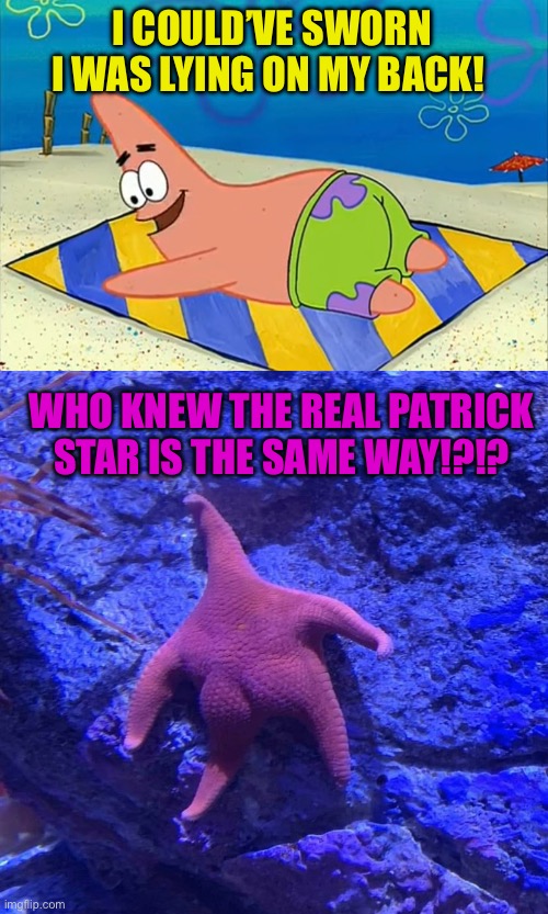 Patrick Star sunbathing | I COULD’VE SWORN I WAS LYING ON MY BACK! WHO KNEW THE REAL PATRICK STAR IS THE SAME WAY!?!? | image tagged in spongebob,patrick star,innuendo,butt crack,squidward,sandy cheeks | made w/ Imgflip meme maker