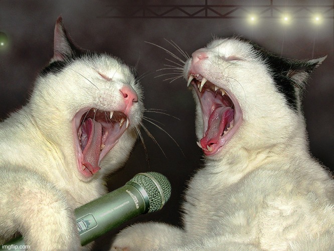 singing cats | image tagged in cats,relatable | made w/ Imgflip meme maker