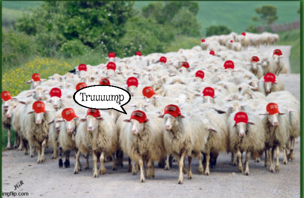 Truuuump sheep | image tagged in trump cult,trump sheeple,red capped sheep,maga baaa | made w/ Imgflip meme maker