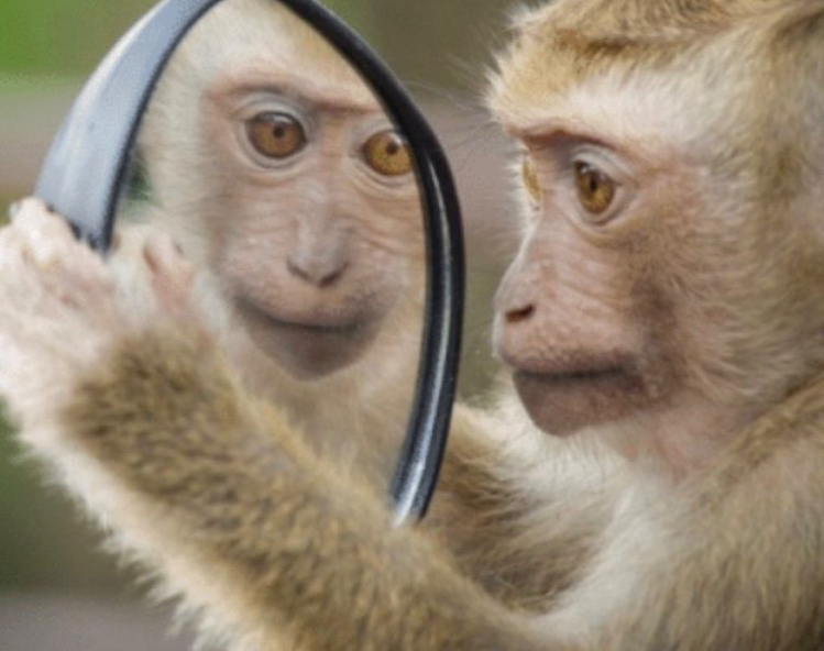 High Quality Primate vs Mirror Blank Meme Template