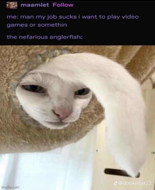 Nefarious anglerfish | image tagged in nefarious anglerfish | made w/ Imgflip meme maker