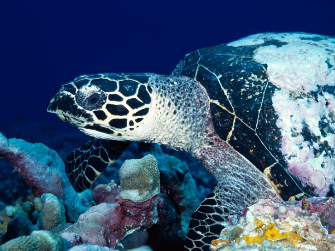 Loggerhead Turtle, Papua New Guinea. Photo credit: Att Dev | image tagged in awesome,photography | made w/ Imgflip meme maker