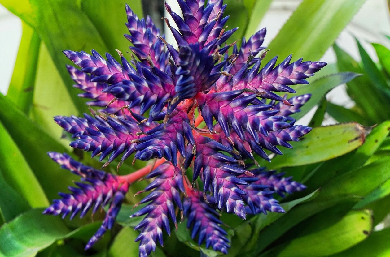 Aechmea Blue Tango Flower | image tagged in awesome,photography | made w/ Imgflip meme maker