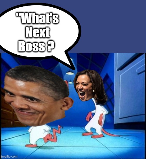 Actual its Barry & Lame Brain | "What's Next Boss ? | image tagged in pinky and the brain monday | made w/ Imgflip meme maker