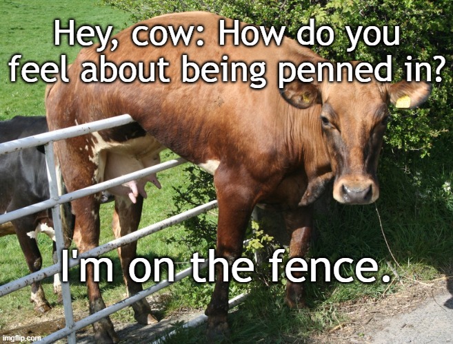 Cow On The Fence | Hey, cow: How do you feel about being penned in? I'm on the fence. | image tagged in cow on the fence | made w/ Imgflip meme maker