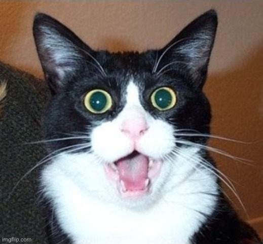 Shocked Cat | image tagged in shocked cat | made w/ Imgflip meme maker