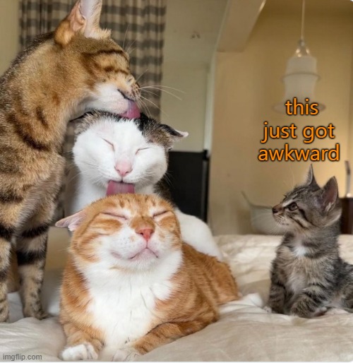 Not in front of the kid! Sheesh. | this
just got
awkward | image tagged in funny memes,cats | made w/ Imgflip meme maker