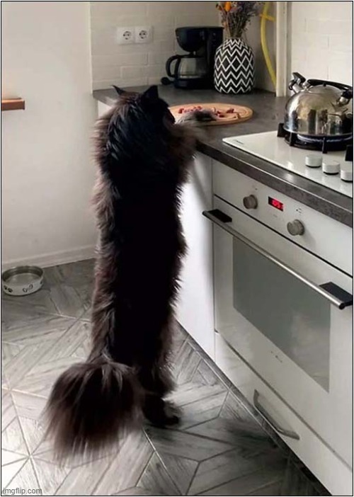 When You're This Tall, It's Easy To Steal Stuff Off The Counter ! | image tagged in cats,maine coon,counter,thief | made w/ Imgflip meme maker