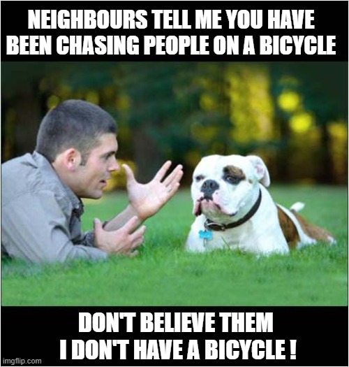 False Accusations ! | NEIGHBOURS TELL ME YOU HAVE
BEEN CHASING PEOPLE ON A BICYCLE; DON'T BELIEVE THEM  I DON'T HAVE A BICYCLE ! | image tagged in dogs,chasing,bicycle,accusations,denial | made w/ Imgflip meme maker