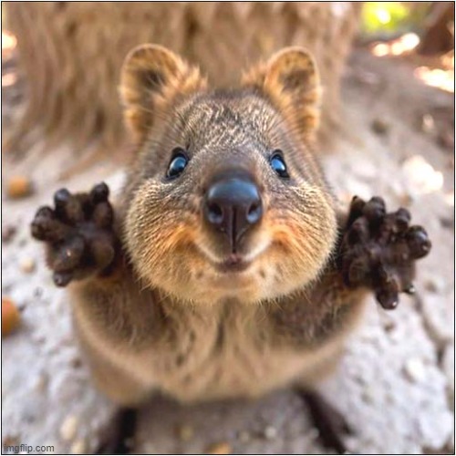 Hello There ! | image tagged in hello there,quokka | made w/ Imgflip meme maker